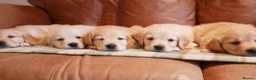 Golden Retriever dogs for sale: Quality KC Health Tested Golden Retriever Puppies - Advert 7