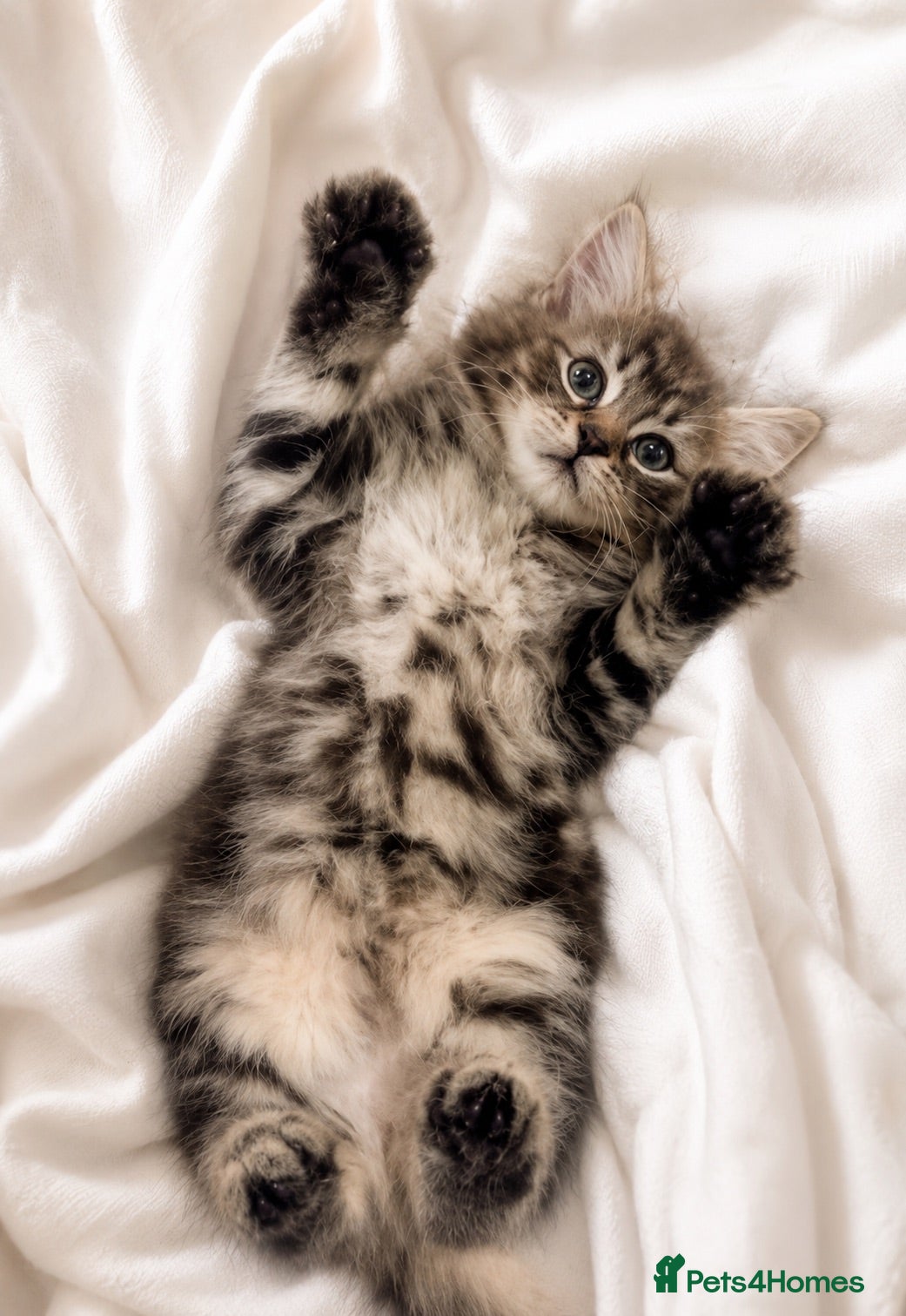 Maine Coon cats British shorthair and Maine coon kitten. (NO) - Advert 8