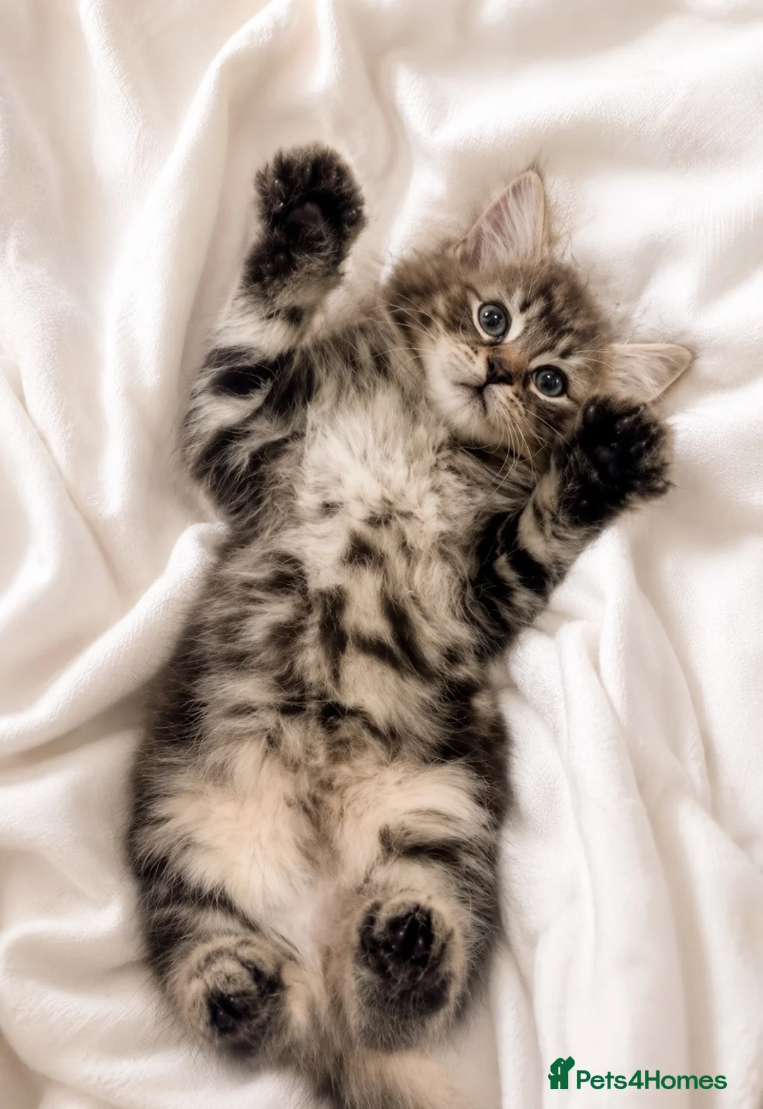 Maine Coon cats for sale: British shorthair and Maine coon kitten. (NO) - Advert 1