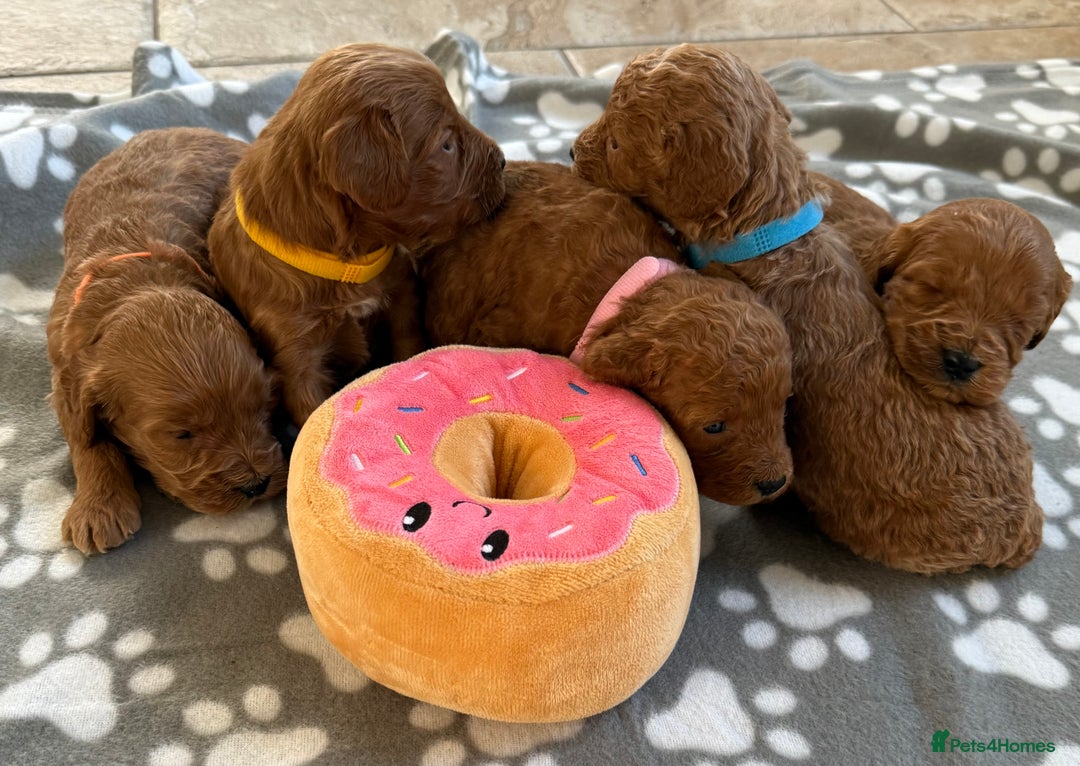 Cockapoo dogs for sale: F1 Toy cockapoo’s - Advert 3