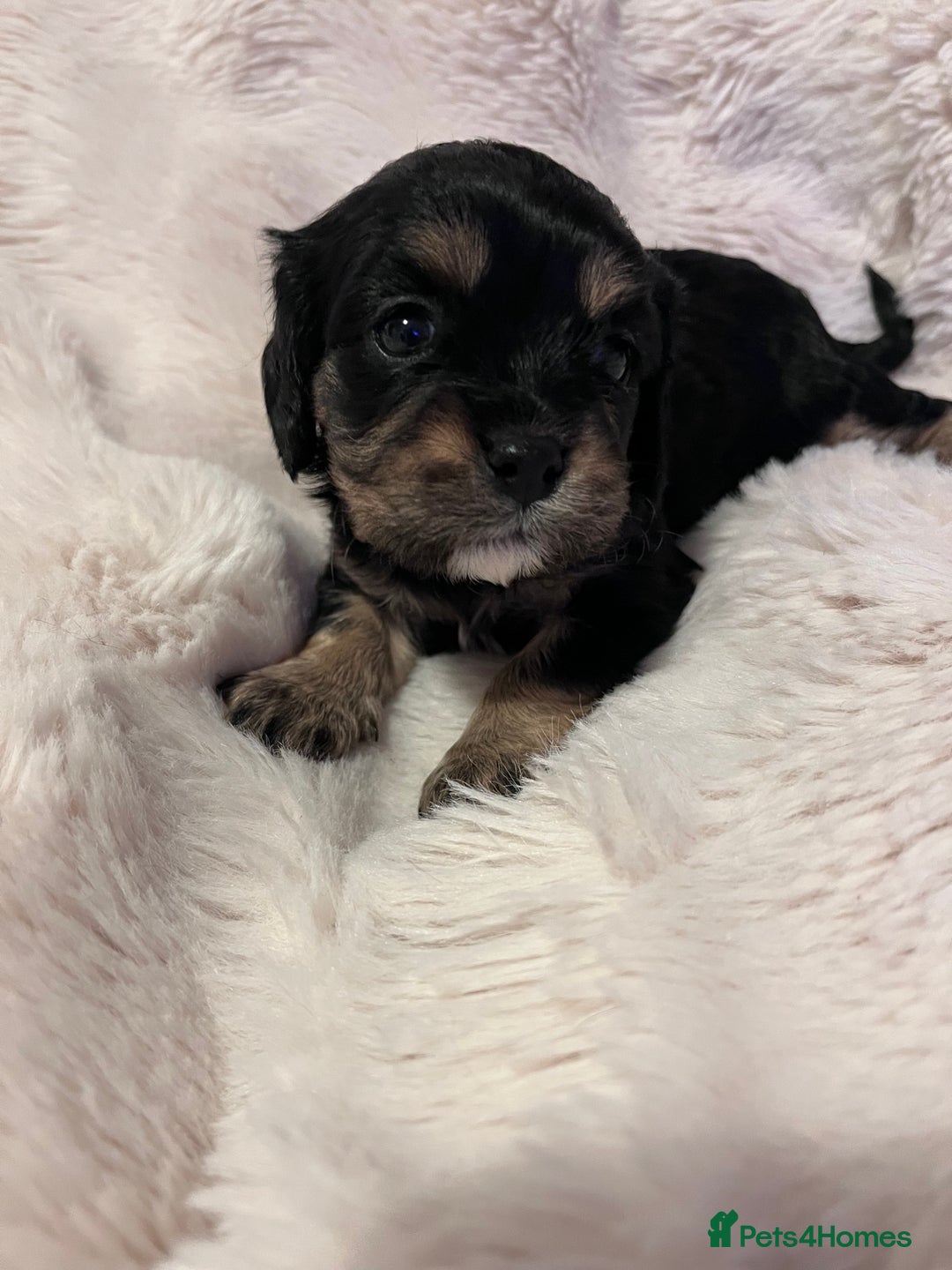 Cavapoo dogs for sale: STUNNING F1b REVERSE Cavapoos - Advert 4