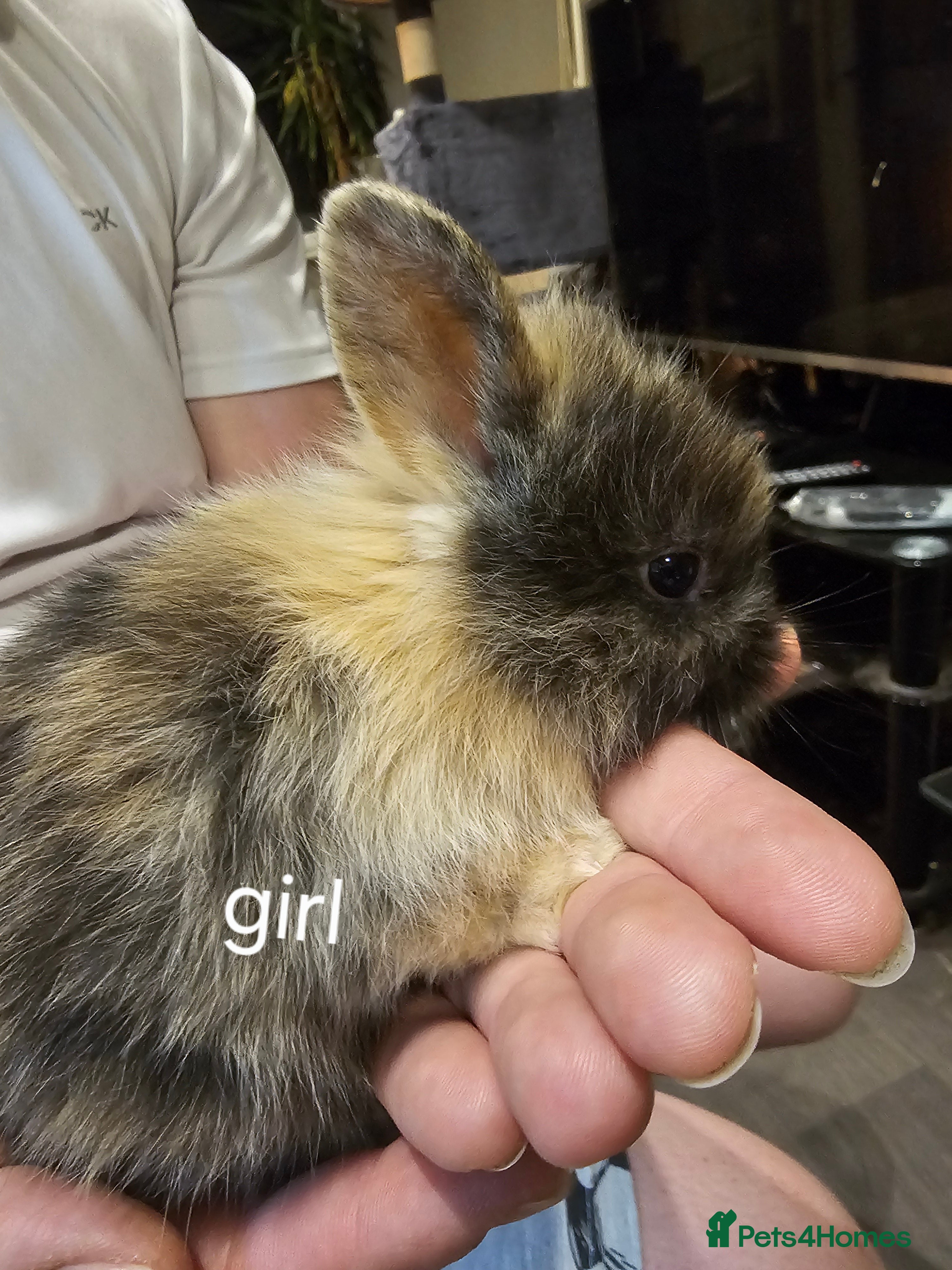 Lionhead rabbits Last one available ready to leave lionhead  - Advert 17