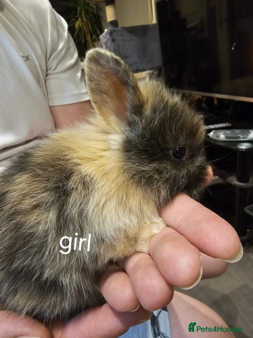 Lionhead rabbits for sale: Last one available ready to leave lionhead  - Advert 1