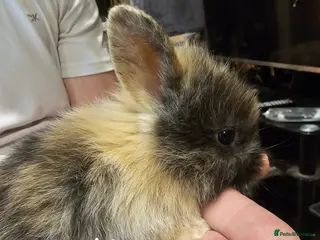 Lionhead rabbits Last one available ready to leave lionhead - Advert 17