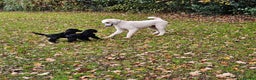 Standard Poodle dogs for sale: Standard poodle puppies🐩 - Advert 2