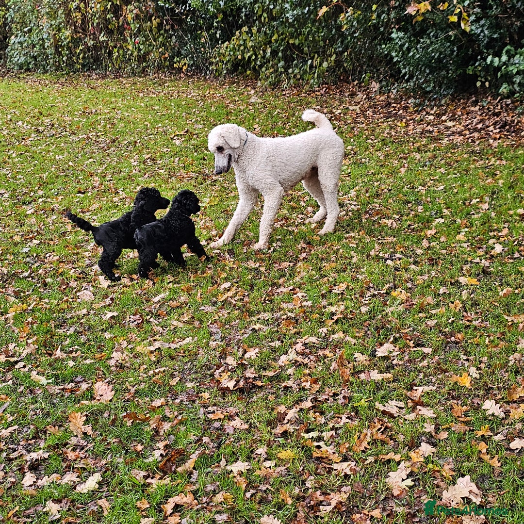 Standard Poodle dogs for sale: Standard poodle puppies🐩 - Advert 2
