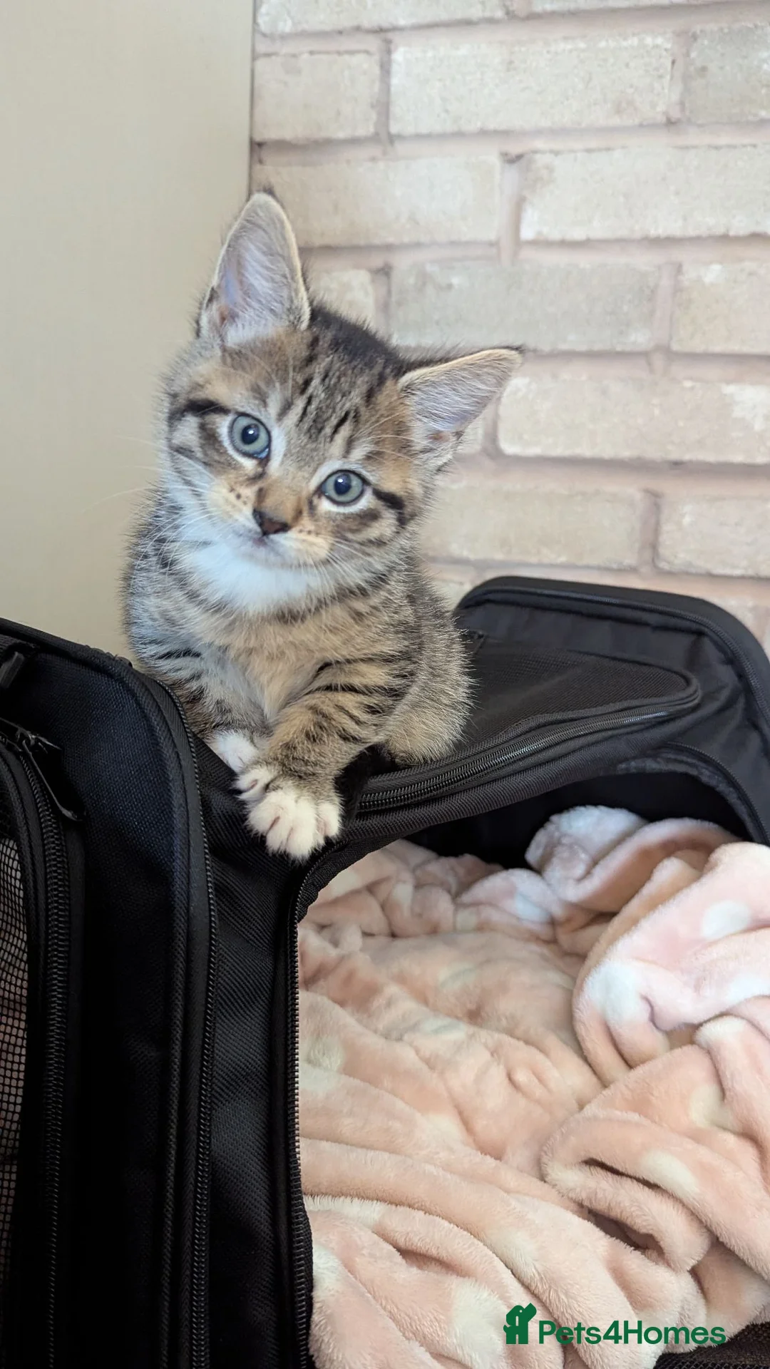 Mixed Breed cats for sale: russian blue/tabby girl, called Peaches. - Advert 6