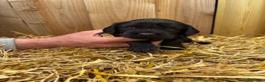 Cockalier Puppy 6