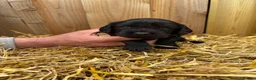 Cockalier dogs for sale: Cockalier puppy  - Advert 3