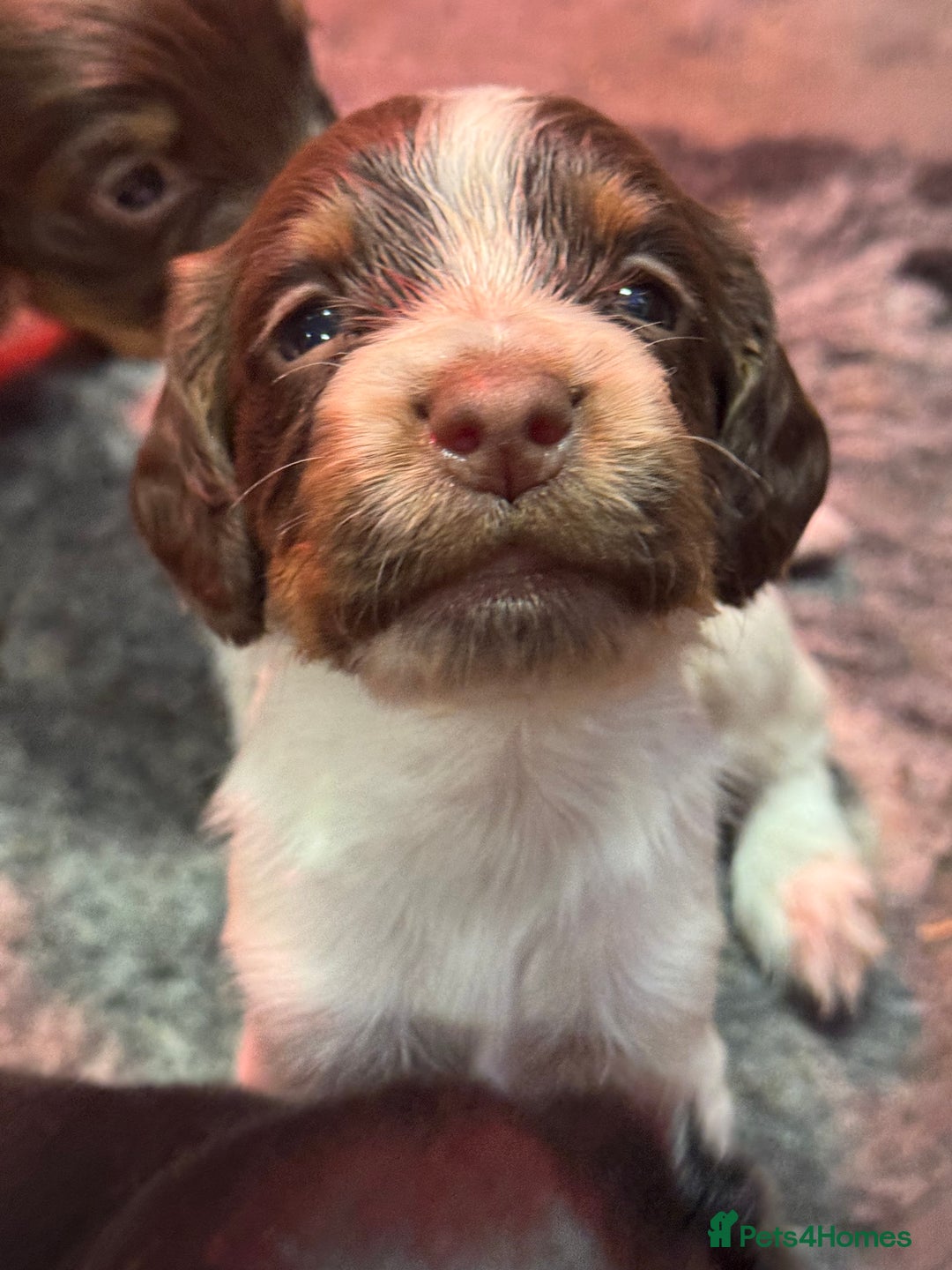 Cocker Spaniel dogs for sale: Working Cocker Spaniel Puppies - Advert 3