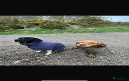 Mixed Breed dogs for sale: Sprockerdor puppies for sale  - Advert 6