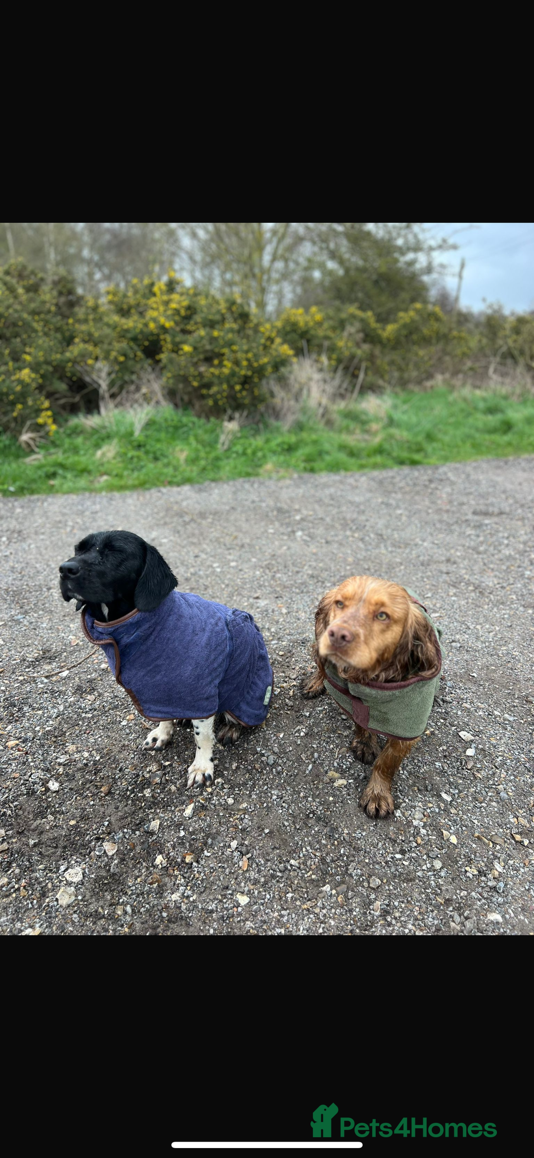 Mixed Breed dogs for sale: Sprockerdor puppies for sale  - Advert 6