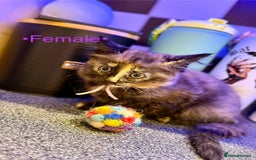 Mixed Breed cats for sale: Beautiful kittens for sale ~ 4 ginger, 1 tortie - Image 8