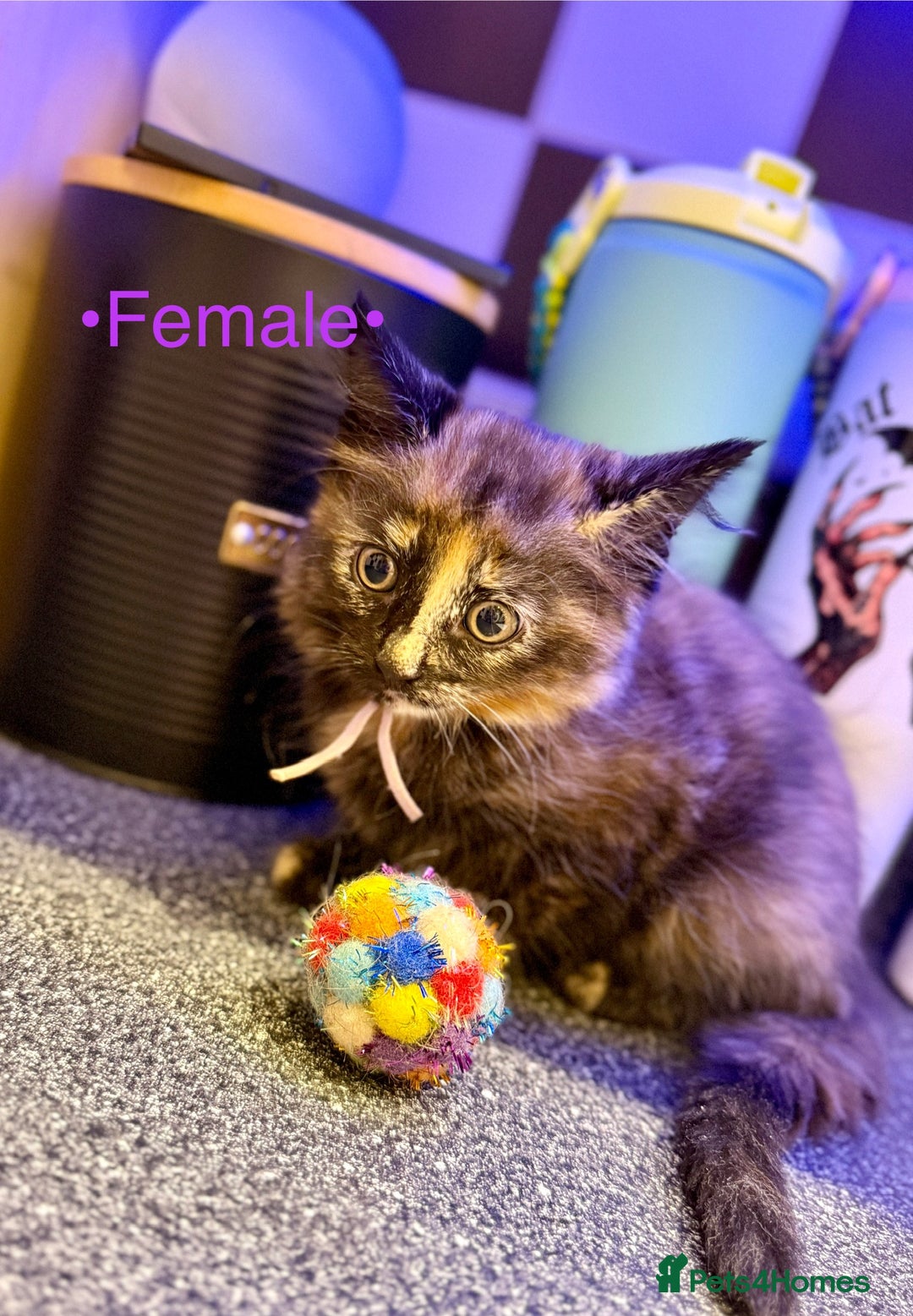 Mixed Breed cats for sale: Beautiful kittens for sale ~ 4 ginger, 1 tortie - Image 8