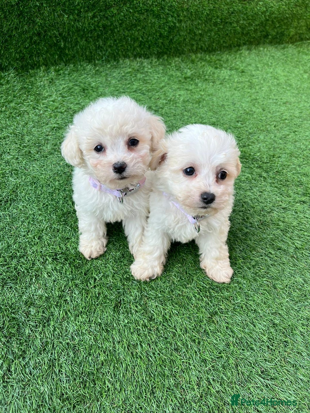 Poodle dogs for sale: Poodles pups for forever home - Image 30