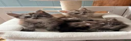 Maine Coon cats for sale: Beautiful high smoked and smoked kittens for sale  - Advert 34