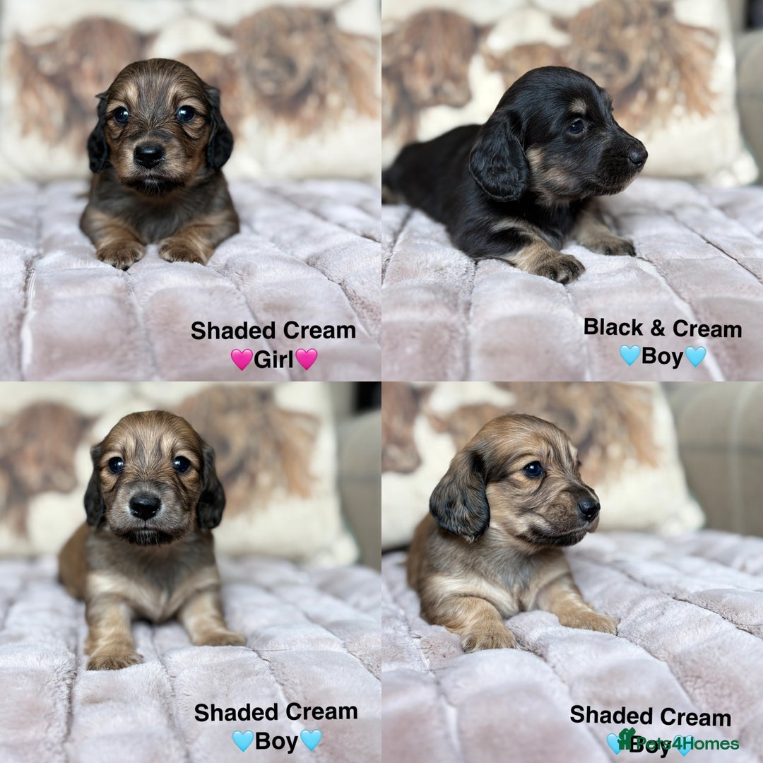 Miniature Dachshund dogs for sale: 🩷LONG HAIRED CREAM DACHSHUNDS🩵 - Advert 1