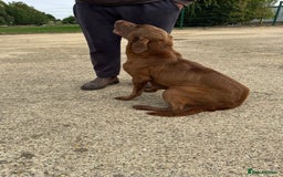 Labrador Retriever dogs for sale: Beautiful chocolate girl looking for new home  - Image 3