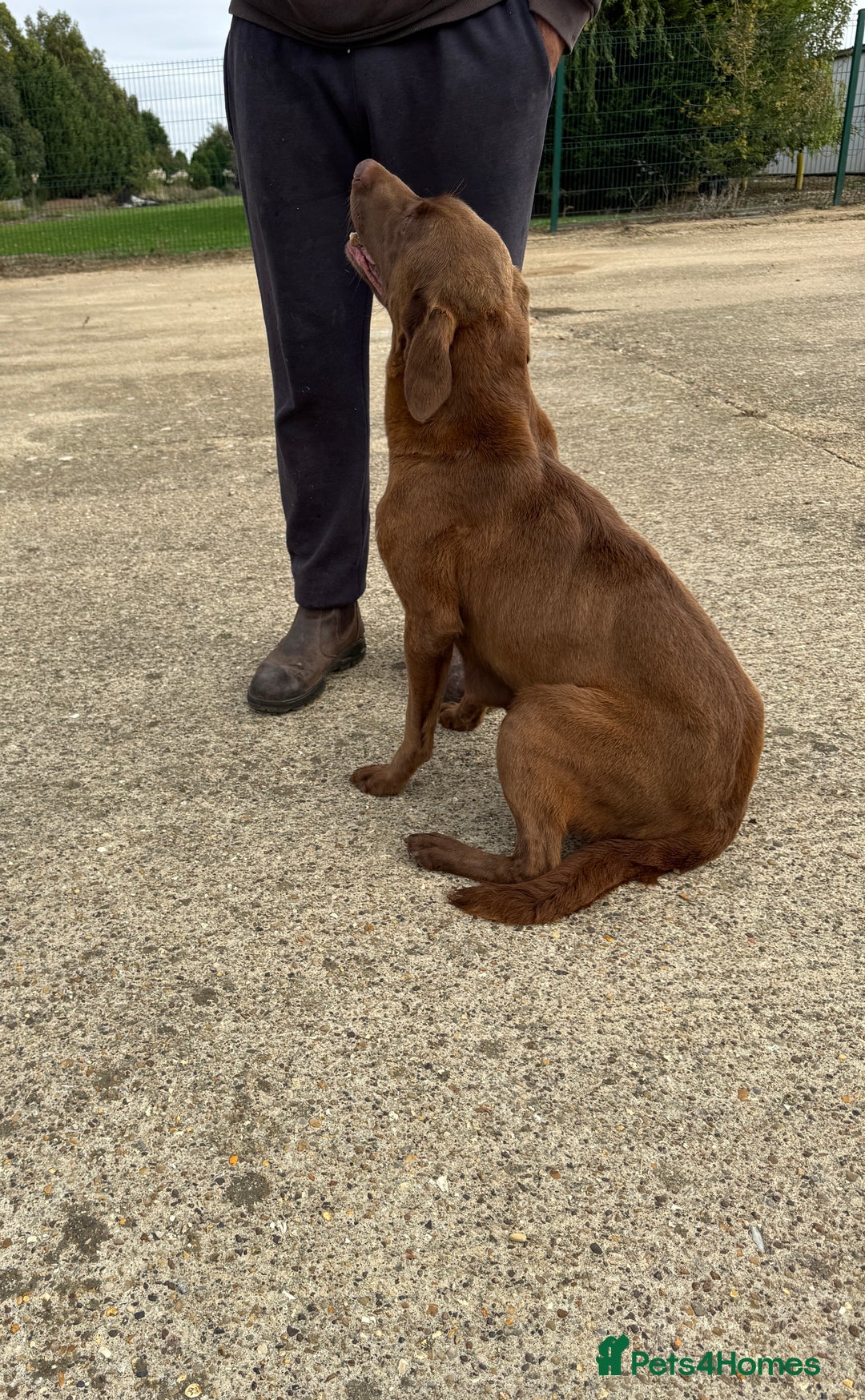 Labrador Retriever dogs for sale: Beautiful chocolate girl looking for new home  - Image 3