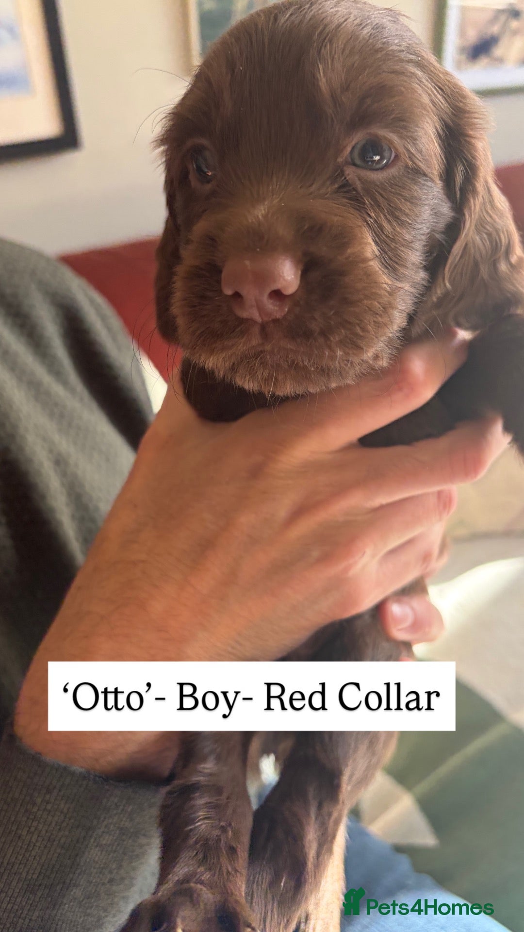 Sprocker dogs Gorgeous Health Tested Choc Cocker Spaniel Puppies - Advert 8