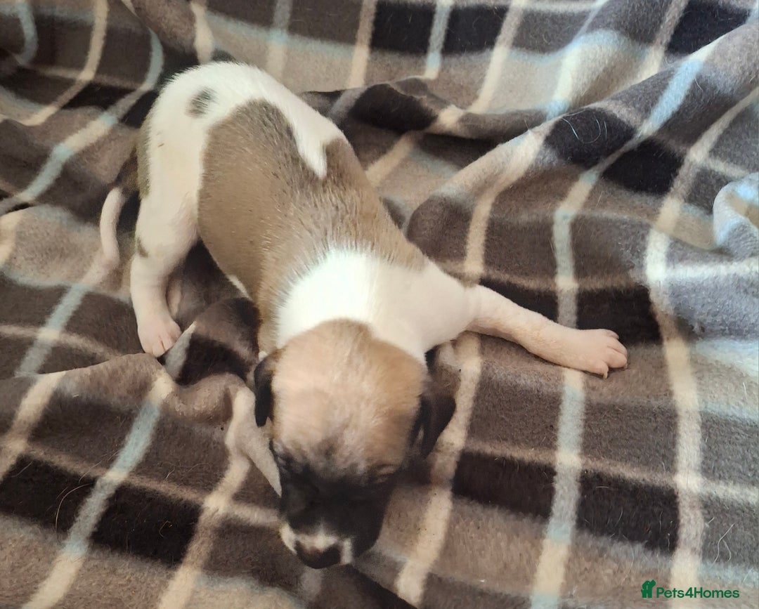 Whippet dogs for sale: KC Particolour Whippet Puppies - Image 11