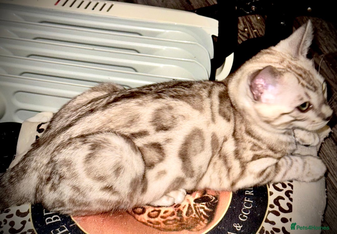 Bengal cats for sale: Tica registered beautiful kittens - Advert 5