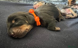 Miniature Dachshund dogs for sale: Black & tan boy, KC reg, PRA clear, low coi score - Image 6