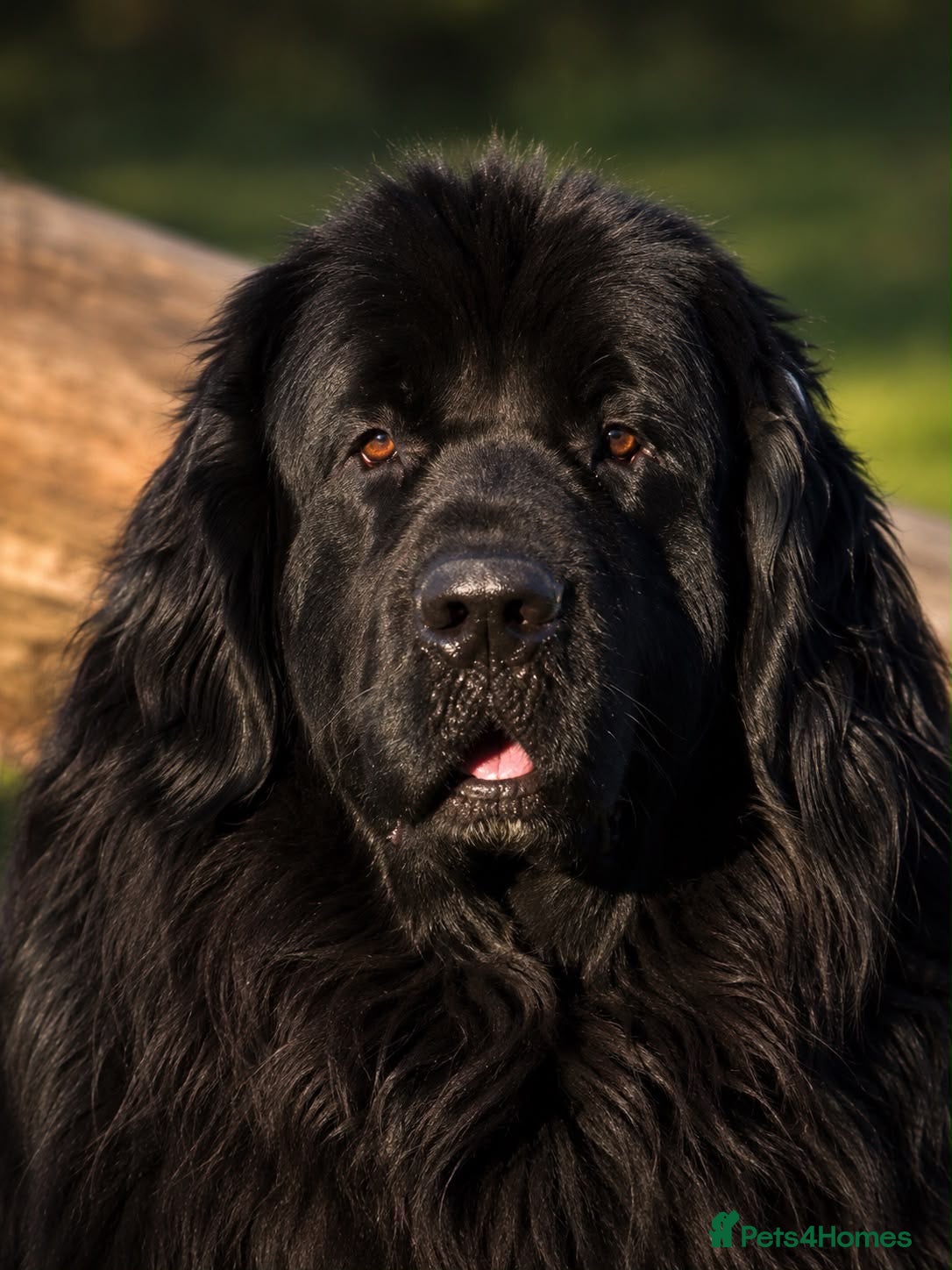 Newfoundland dogs Champion bloodlines due 22nd October  - Advert 3