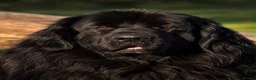 Newfoundland dogs for sale: Champion bloodlines due 22nd October  - Advert 1