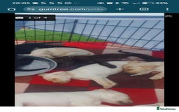 Labrador Retriever dogs for sale: 2 X chocolate Labrador boys - Advert 2