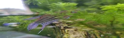 Gouramis fish for sale: Croaking Gourami (Trichopsis vittata).  in Wellingborough - Advert 5