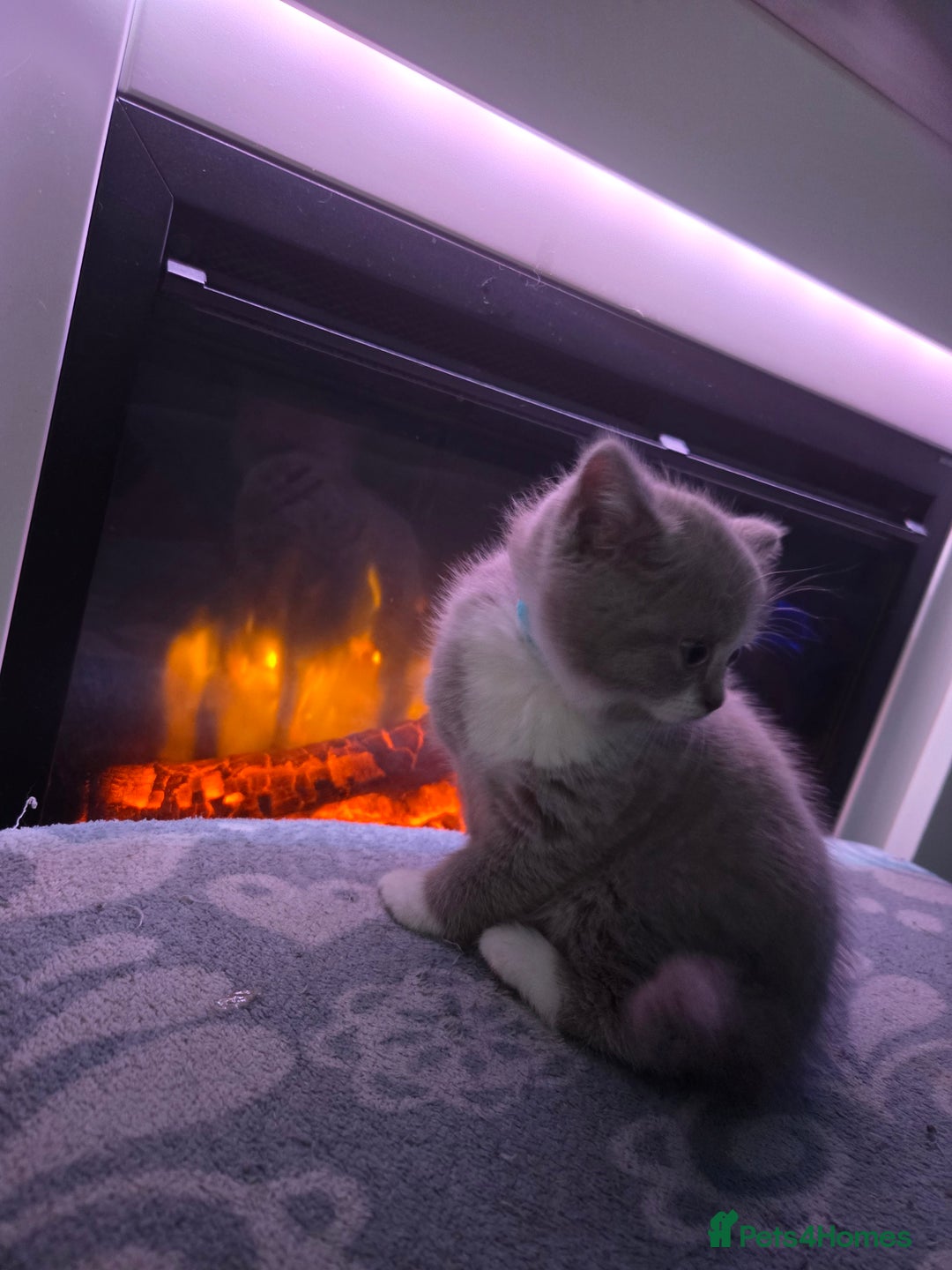 British Shorthair cats for sale: Full pedigree british short hair kittens - Image 11