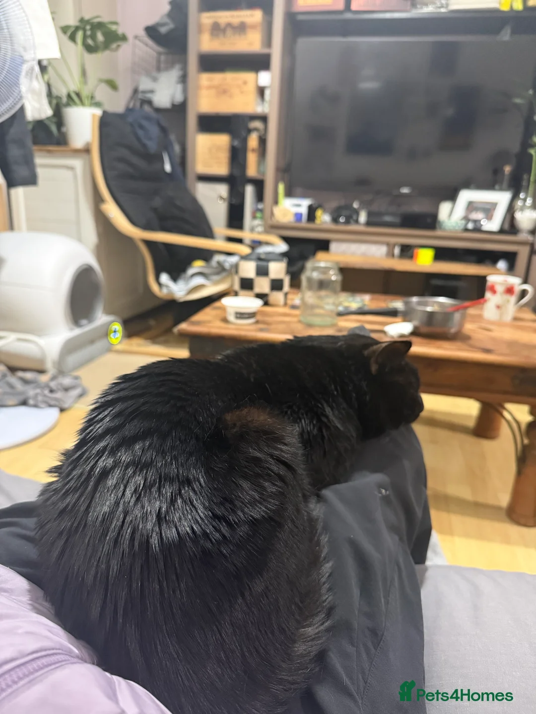 Mixed Breed cats for sale: Cute Black Cat  - Advert 5