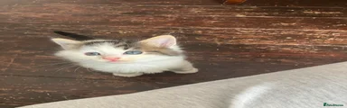 Mixed Breed Kitten 5