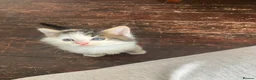 Mixed Breed cats for sale: Beautiful kittens for sale ready for collection - Advert 10