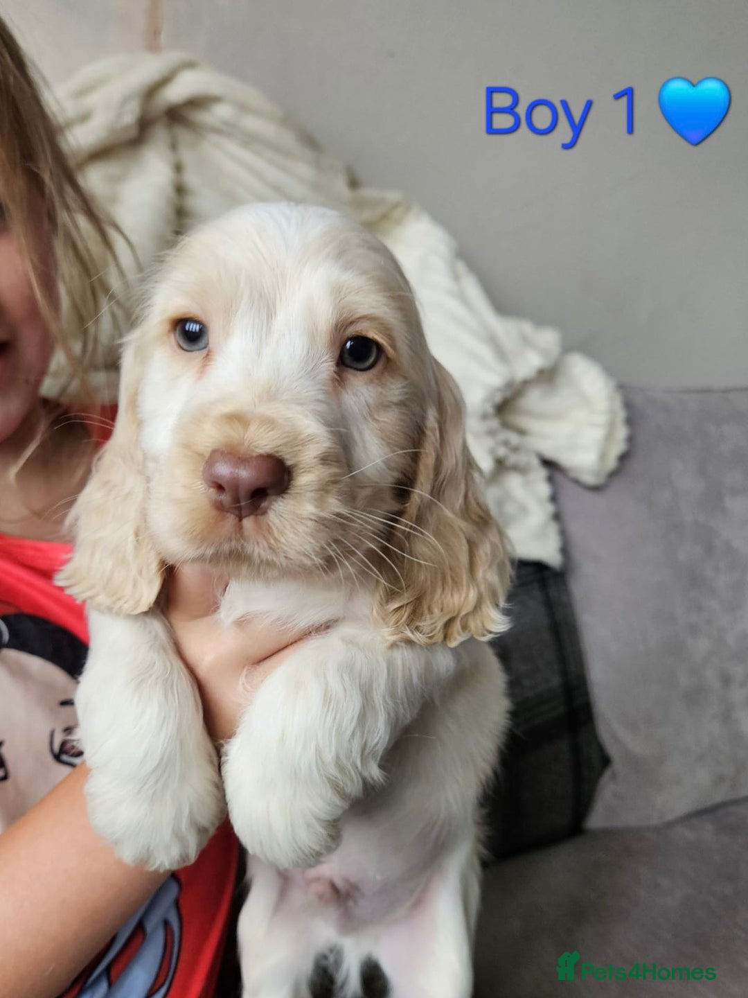 Cocker Spaniel dogs for sale: Stunning Show Cocker Spaniels - Image 5