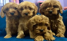 Cavapoo dogs for sale: Ready to go🏡 ONLY girls !  - Image 4