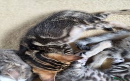 Bengal cats for sale: Bengal kittens. Absolutely beautiful!  - Image 10