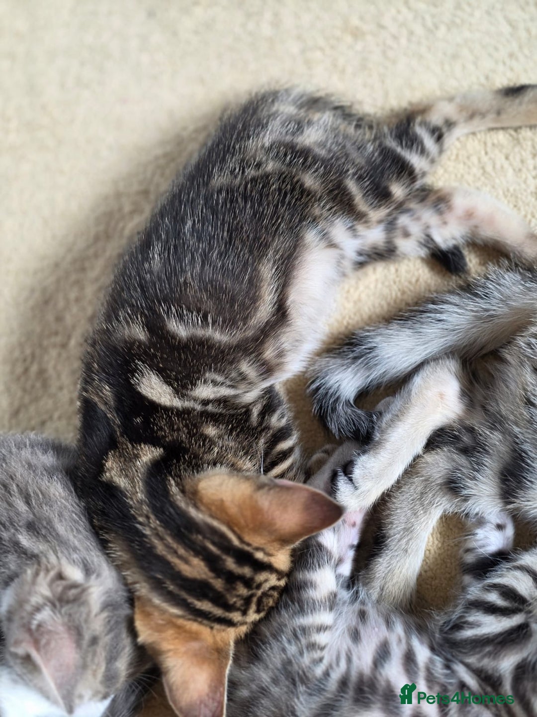 Bengal cats for sale: Bengal kittens. Absolutely beautiful!  - Image 10