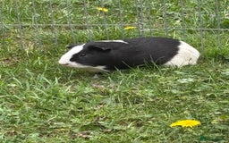 Guinea Pig rodents for sale: 2 male bonded pair of guinea pigs  - Image 2