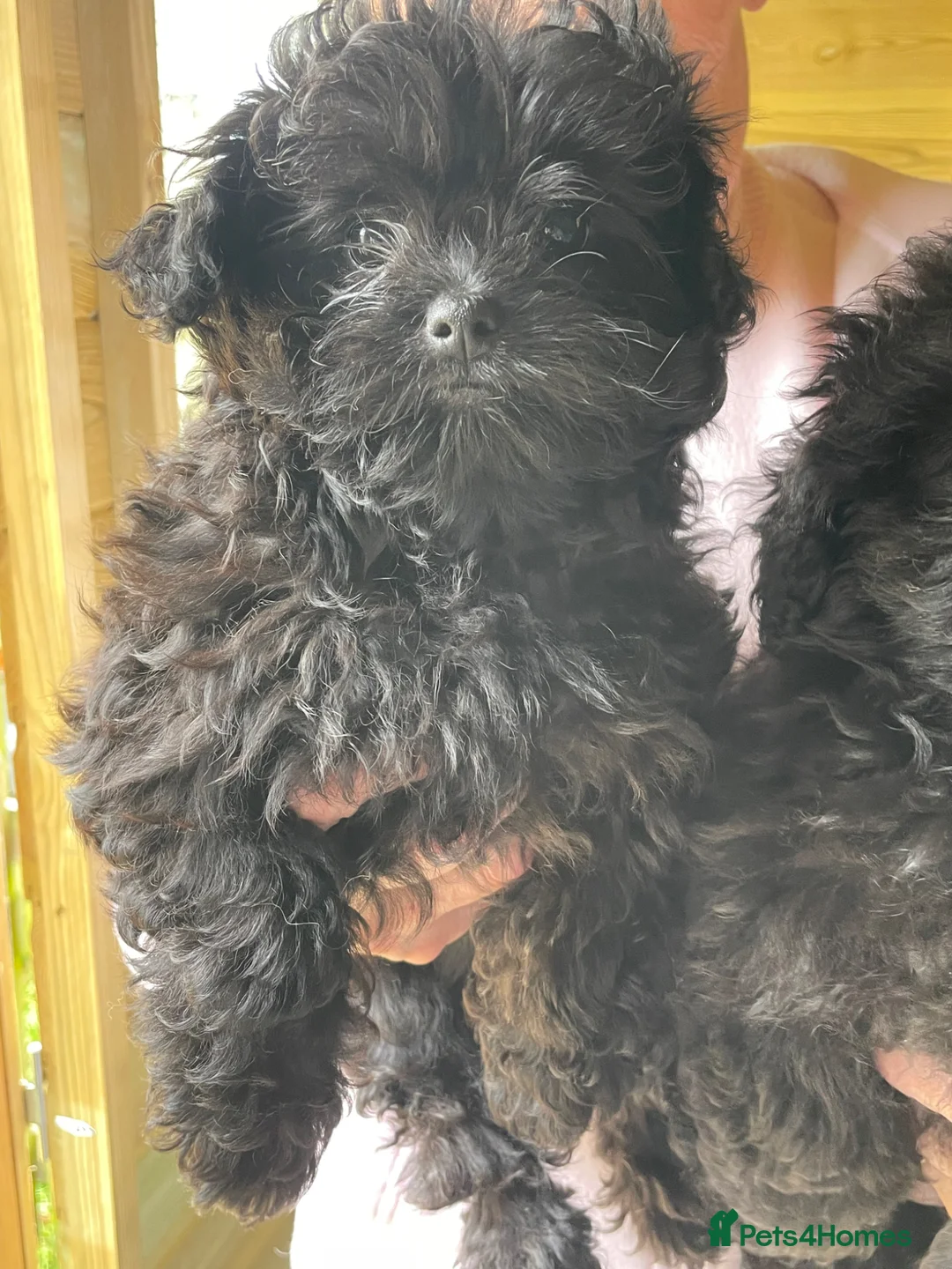Mixed Breed dogs for sale: Cavapom - Advert 2