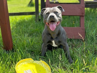Staffordshire Bull Terrier dogs in Redruth - Advert 29