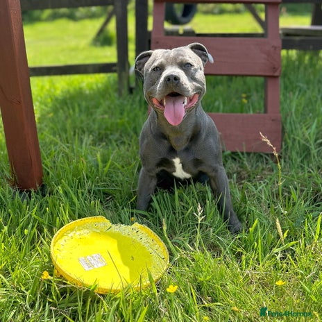 Staffordshire Bull Terrier dogs KC REGISTERED BLUE BOY FOR STUD in Redruth - Advert 1