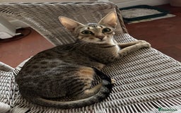 Savannah cats for sale: Savannah x Dorset Lad  - Image 13