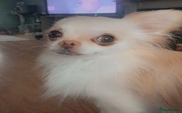 Mixed Breed dogs for sale: Milky - Image 1