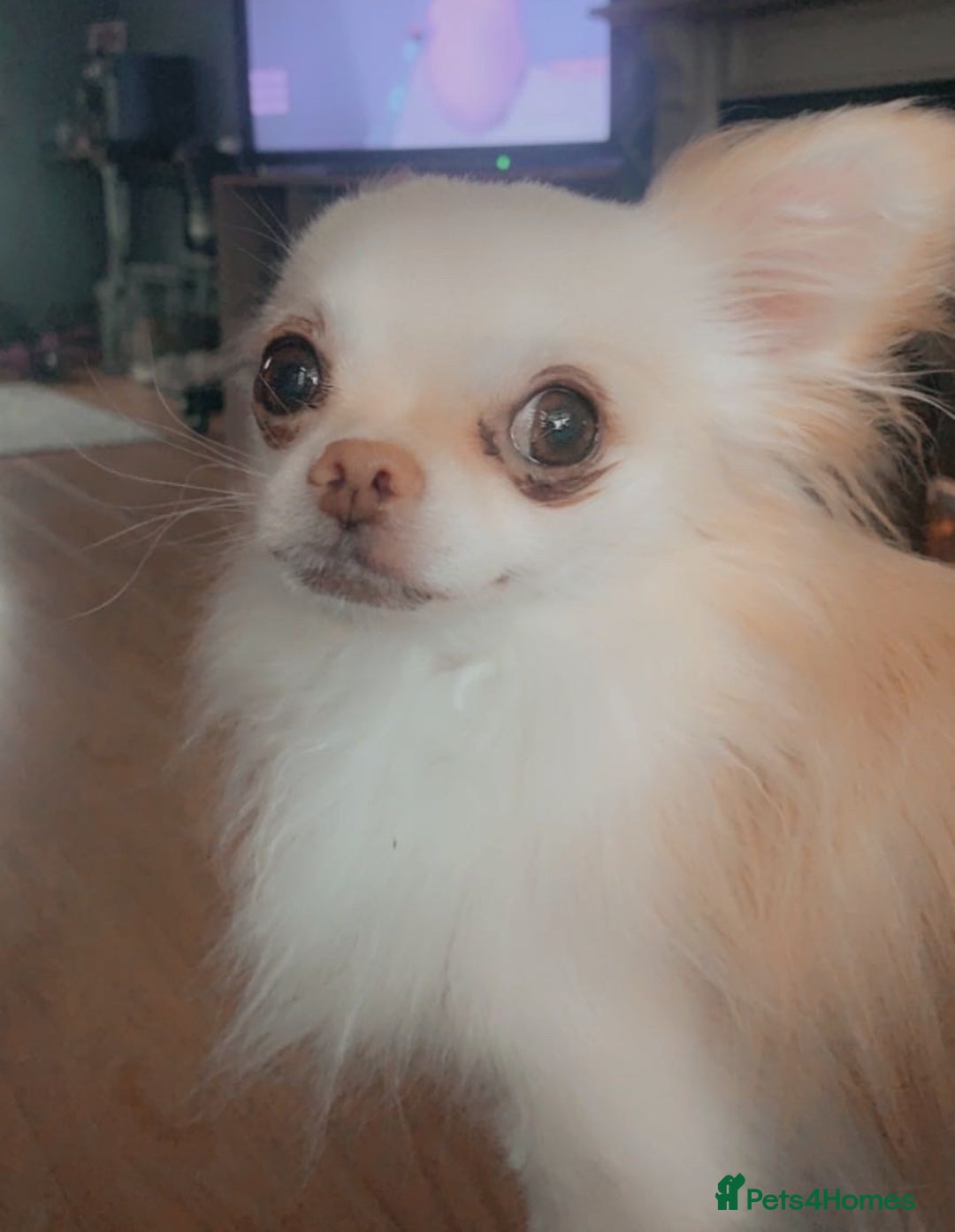 Mixed Breed dogs for sale: Milky - Image 1