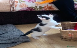 British Shorthair cats for sale: 5 pretty babies looking for home!!❤️ - Image 1