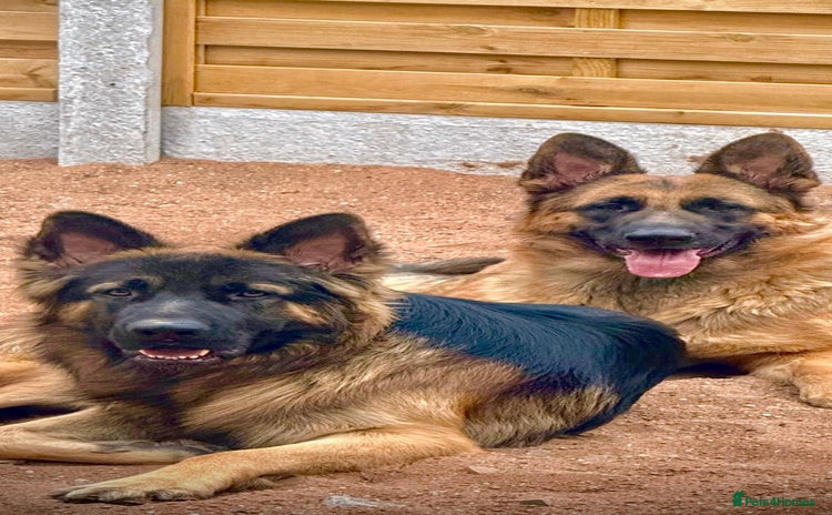 German Shepherd dogs - Advert 2