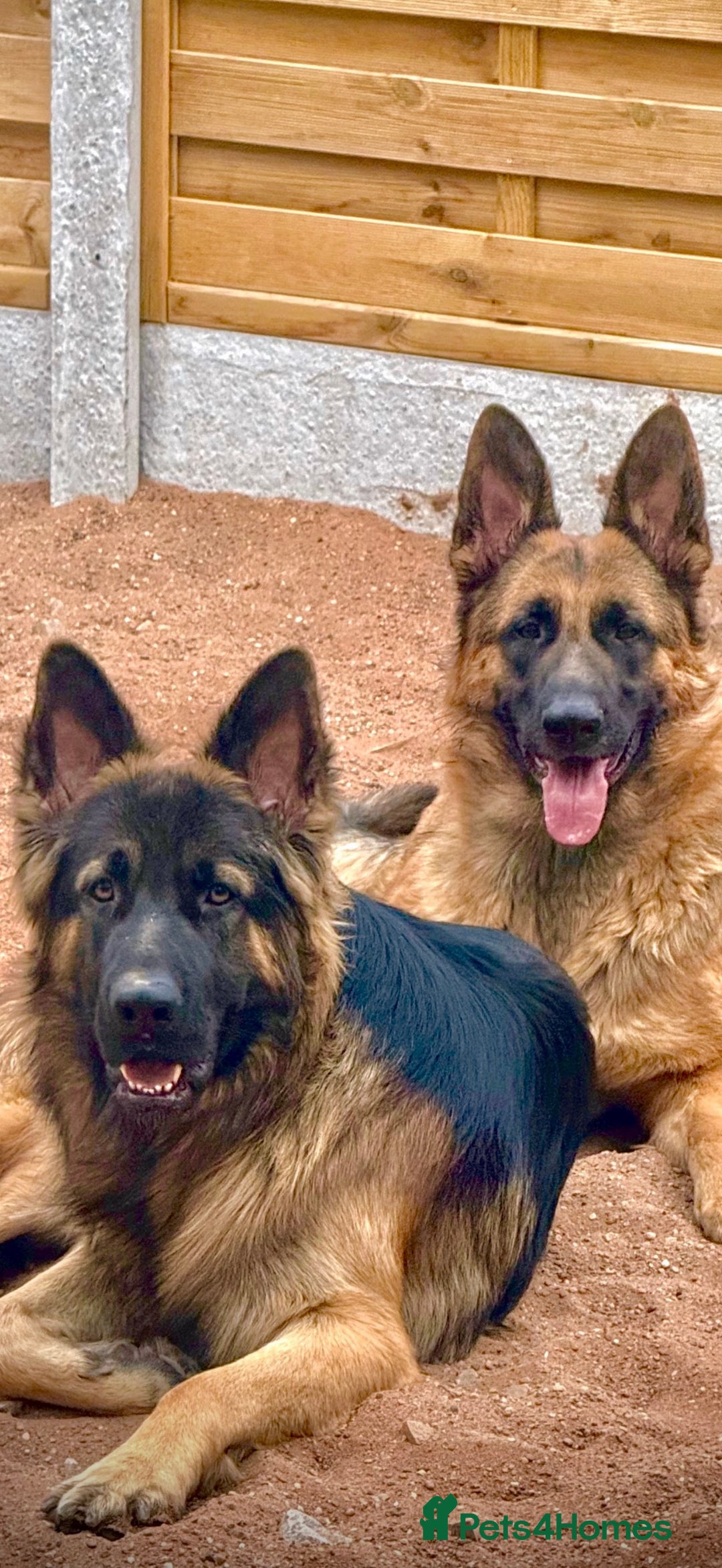 German Shepherd dogs for sale: German Shepherd Puppies Ready from 15th November - Image 1