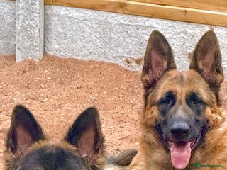 German Shepherd dogs for sale - Advert 1